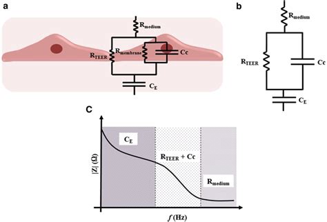 teer cat|High throughput transepithelial electrical resistance (TEER.